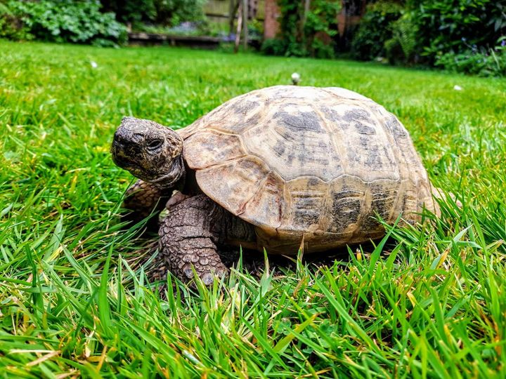 A fair day. This is #ALBERTthetortoise reporting some #sun. Quite warm. A long #weekend ahead in the UK with #BankHoliday Monday. School #HalfTerm too. HE's heading to #bookshop events. I've given instructions. Hope the week closes well for you. #TakeCare AlbertTortoise.com