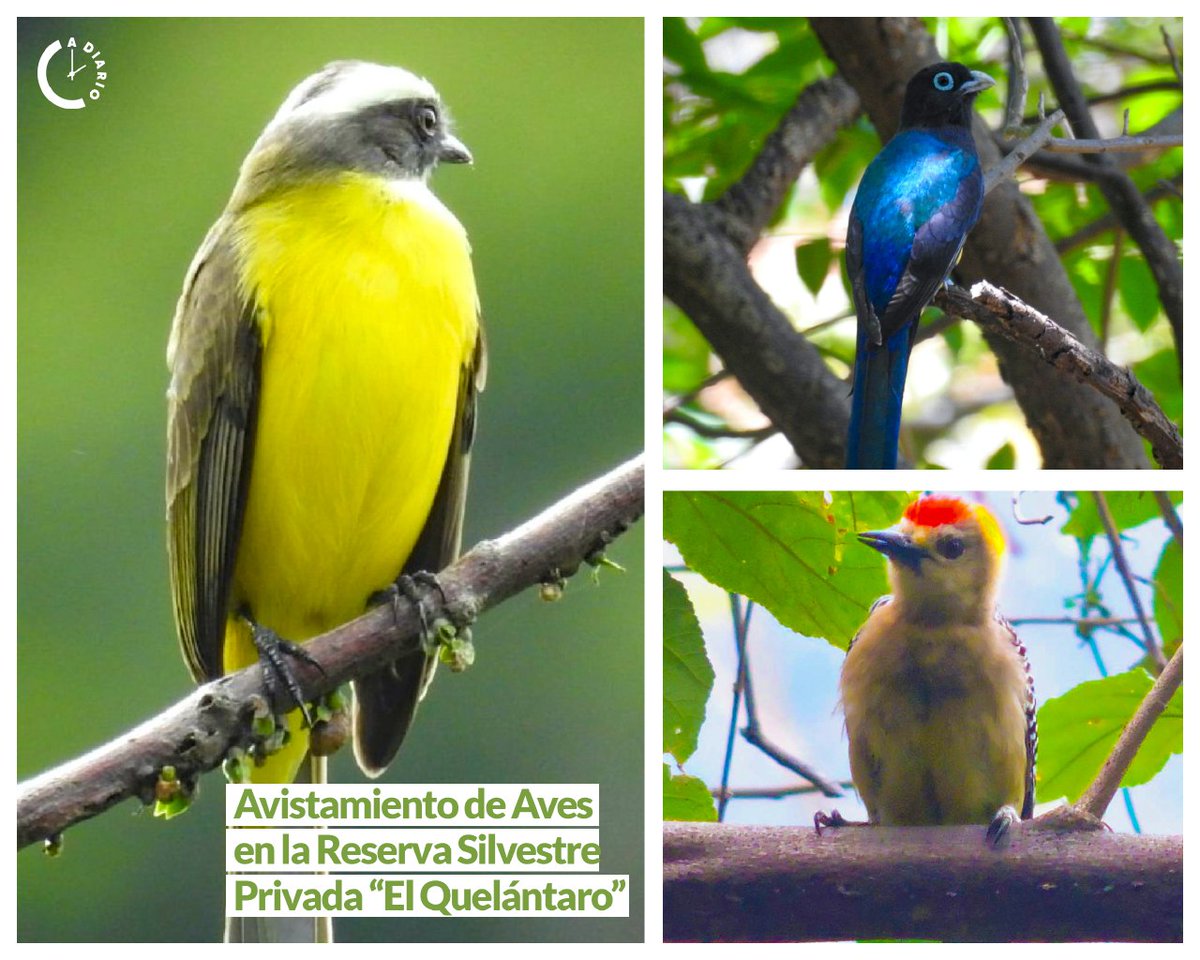 Reserva Silvestre Privada El Quelántaro, ubicada en el municipio de Villa El Carmen, Managua, realiza avistamiento de aves, en alianzas con la Universidad Nacional Agraria, Paso Pacífico y la Alcaldía Municipal.🐦🦜 #AmorAlaMadreTierra #Biodiversidad #Nicaragua #Adiario