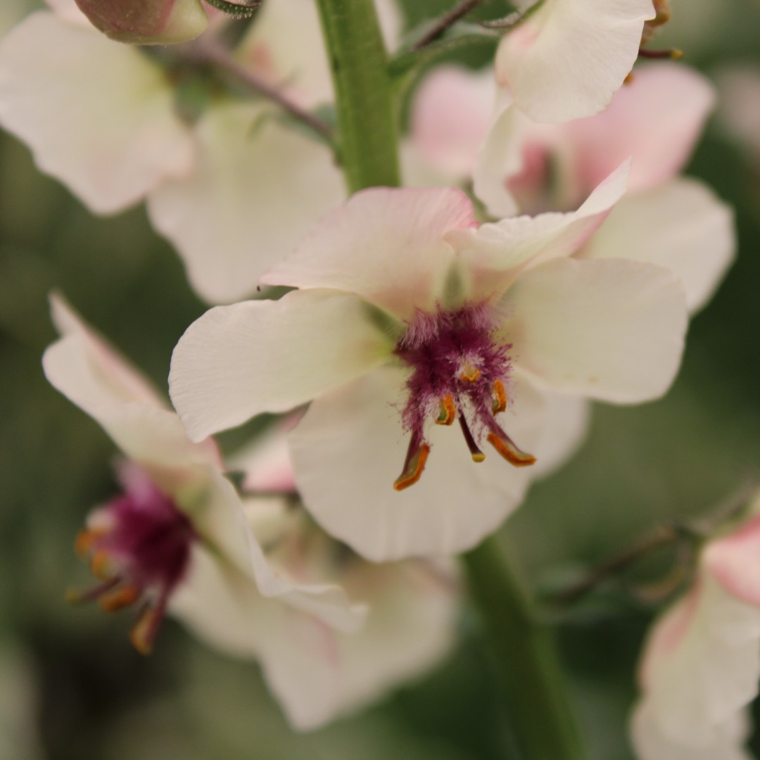 Verbascum blattaria f. albiflorum 'White Blush'. Commonly known as Moth Mullein, it's great for pollinators, plant it in a sunny position in well-drained soil. As they can get tall, keep a stake handy for support. #rhschelsea #chelseaflowershow #plant #plants #flowers