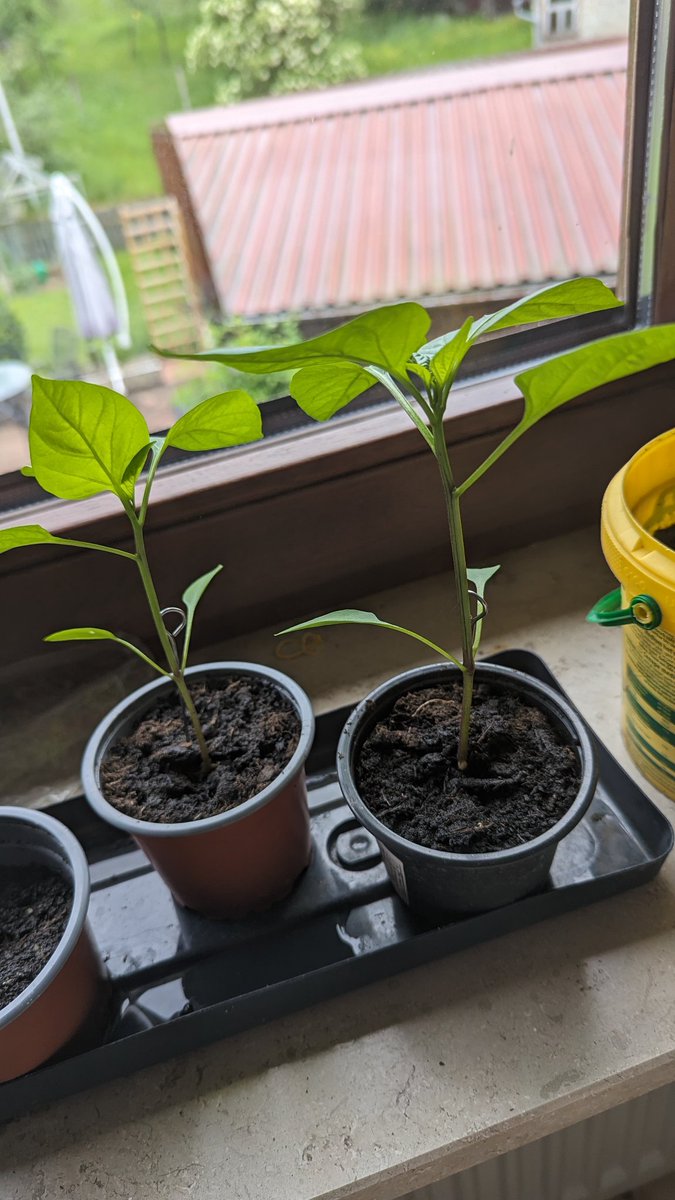 Meine selbst gezogenen Paprika sind langsam soweit, dass sie umgesetzt werden können. Nun die Frage: werden die in einem großen Blumenkübel was?