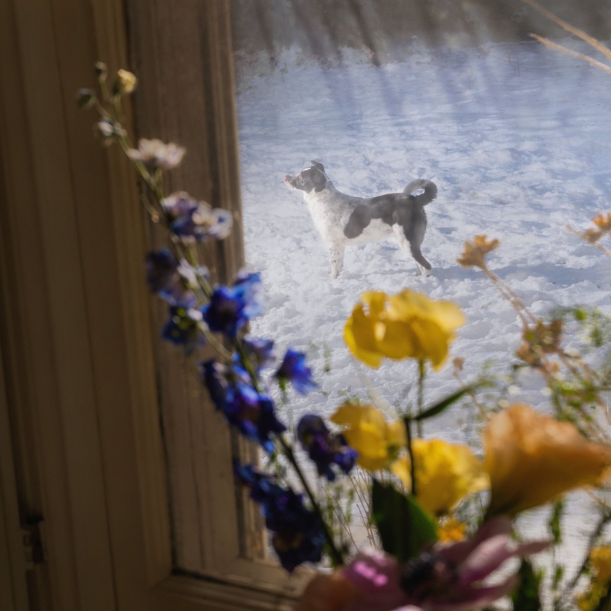 Acoustic version of "Run it Wild" out today 💙
distrokid.com/hyperfollow/st…