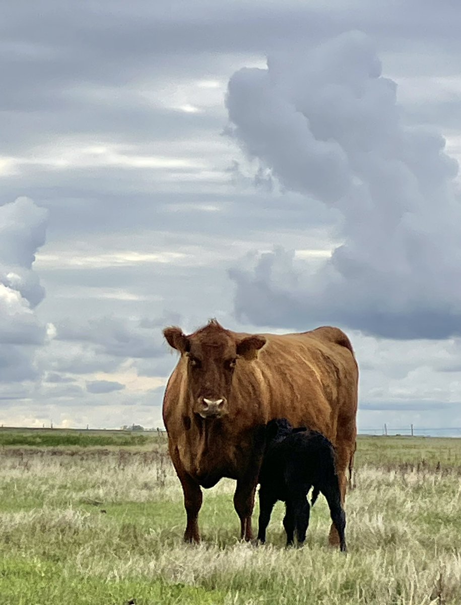 The old 60A brindle cow and her brand new heifer calf.