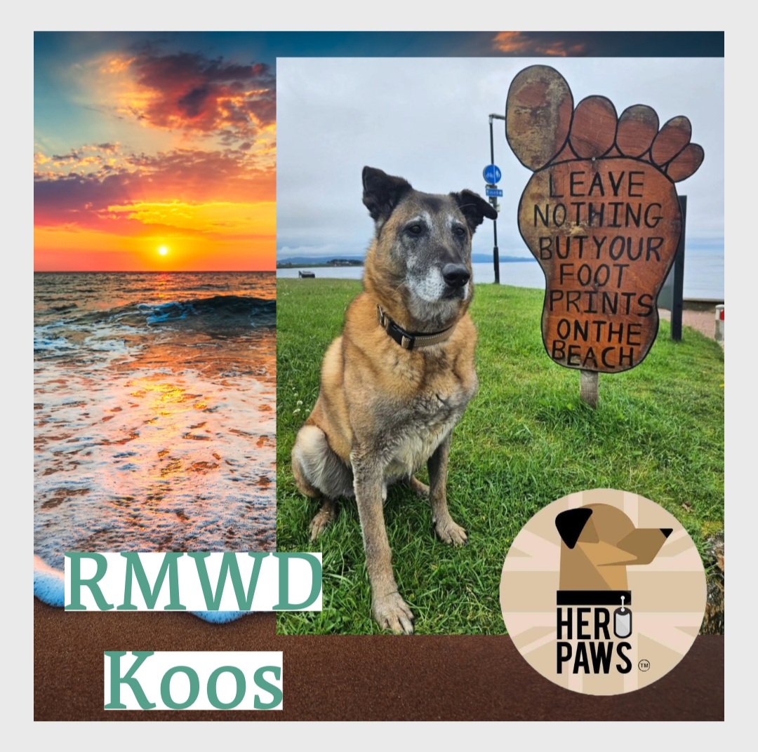 Retired British Army MWD Koos took his hoomans to the beach today and would like to remind all hoomans out there to look after your world. It's pretty and should stay pretty Look after it, and it will look after you #bebetter #climate #cleanbeach #militarydog #malinois