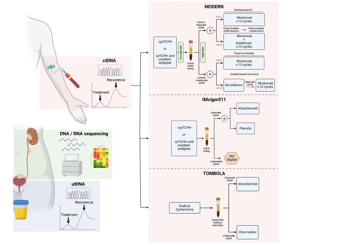 Molecular testing to guide peri-op management for urothelial cancer doi.org/10.1200/EDBK_4… @MattGalsky @GhataliaPooja @ASCO #ASCO24