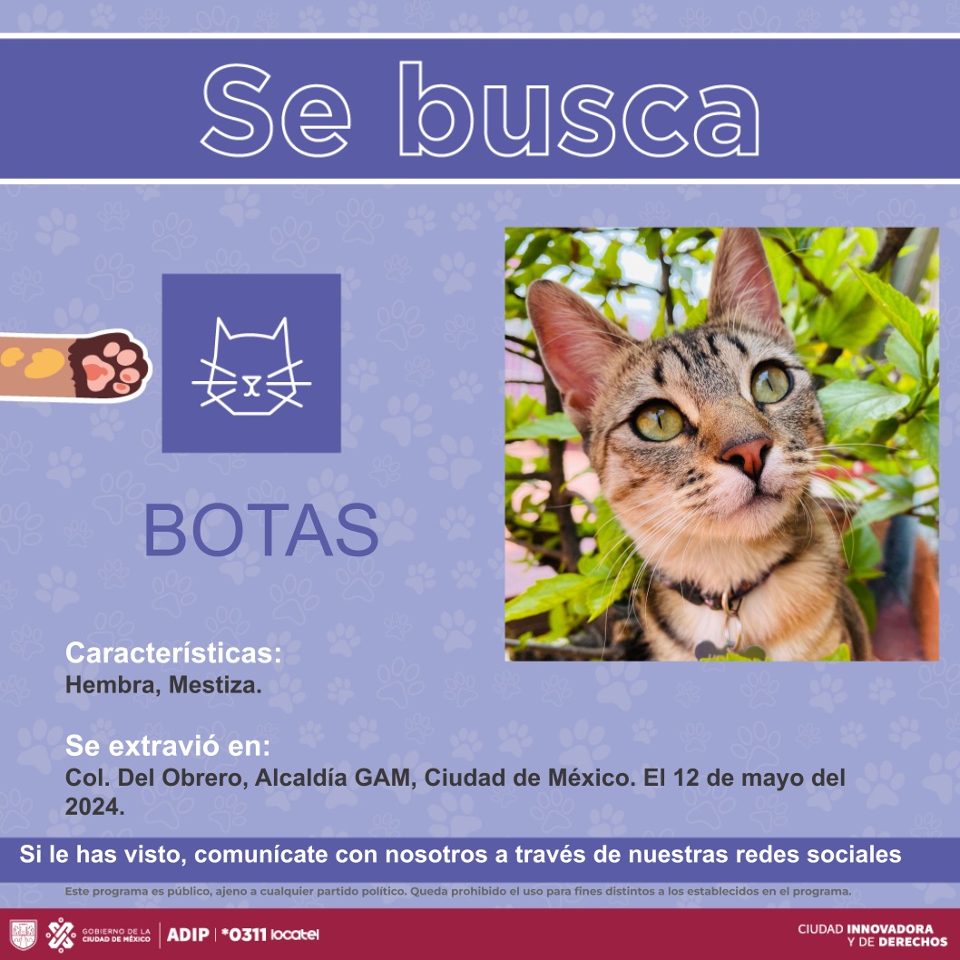 locatel_mx's tweet photo. ¡BOTAS está extraviada! 🐱 

Ayúdala a regresar a casa. 🐾🐾🏠
 
Si la encuentras 🔍comunícate a nuestra línea *0311📱, disponible las 24 horas.🕛

#AnteLaDudaLocatel
#LocatelContigo https://t.co/KSwlldm7ty