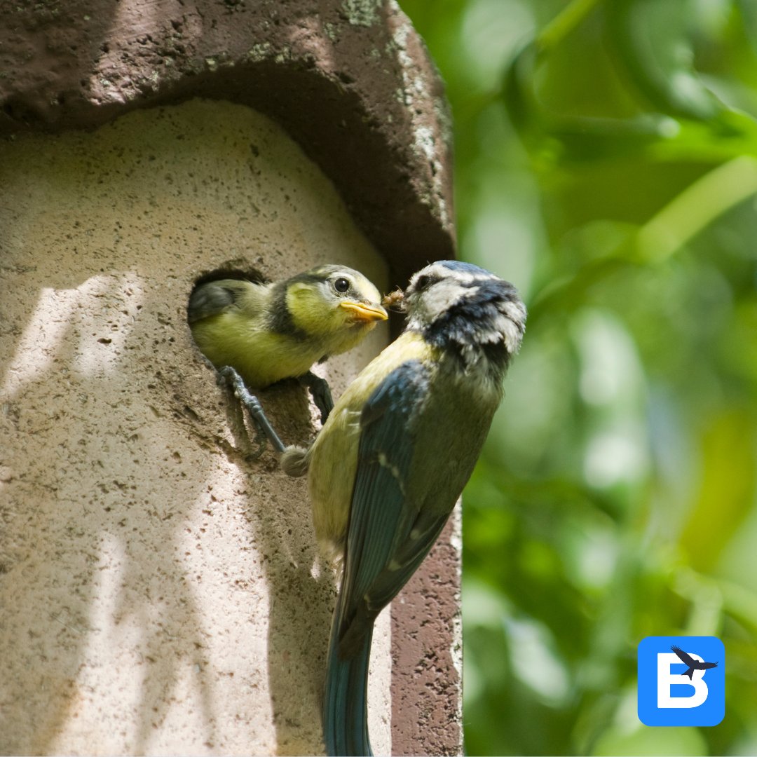 Spring is here and so are the birds! Over the next few weeks, you might see young birds leave the nest! If you do, watch from a distance and log them on Birda! It's important to leave these birds alone, an adult is likely keeping watch close-by. #birds #birding #gardenbirds