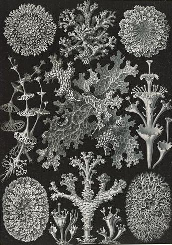 Hello slyboots and sneakers, The word for today is: lichen (n.): any complex plantlike organisms made up of an alga or a cyanobacterium and a fungus growing in symbiotic association on a surface, such as on a rock or tree trunk #lichen #vss365 #Prompt 📸@librarycongress