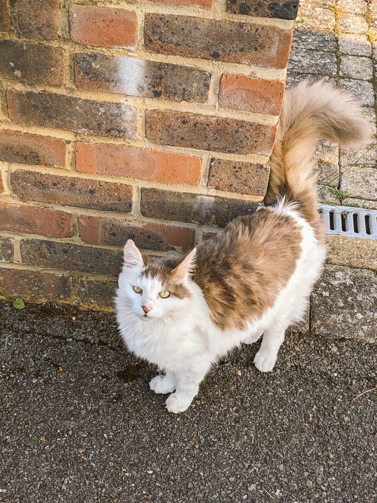 JulieSetchfield's tweet photo. Capturing a gorgeous kitty on the campaign trail.

#labourdoorstep #catsforlabour https://t.co/ZB4lZWrgUt
