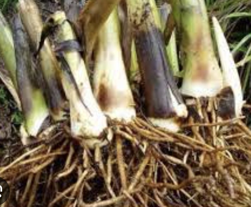 Nig_Farmer's tweet photo. #NaijaFarmerTips

My anonymous and emails filled with people suffering from various challenges top of the list are staphylococcus, gonorrhea and syphilis etc.

I've preached abstinence here and if you cant please protect yourself. Pretty face doesn't equate stainless bodily fluids. Also ensure your partner is not a delivery rider that deliver package like Glovo.

Incase you f00lishly or unknowingly contract any of these diseases. We have a rural community way of treatment, it is simple yet tedious.

This tooihas TK be used continuously for 2 months before you can see total healing if you use it for 2 weeks and expect miracles you're on your own. 

Follow these simple steps 

- You need Plantain root
- Dice it into pieces
- You can blend it or pound in mortar
- Sieve out the juice 
- Mix original honey with the juice at the ratio 2:1 - Plantain Root Juice : Original Honey 
- Take 3 tablespoons of this concoction 2 times daily (before meal and last thing before bed)
- This can support your orthodox care (hospital drugs)

Note - This is for educational purposes not medical advice.

Retweet and share with your friends and family someone might need this.

Happy TGIF my friend 
Lanre NaijaFarmer