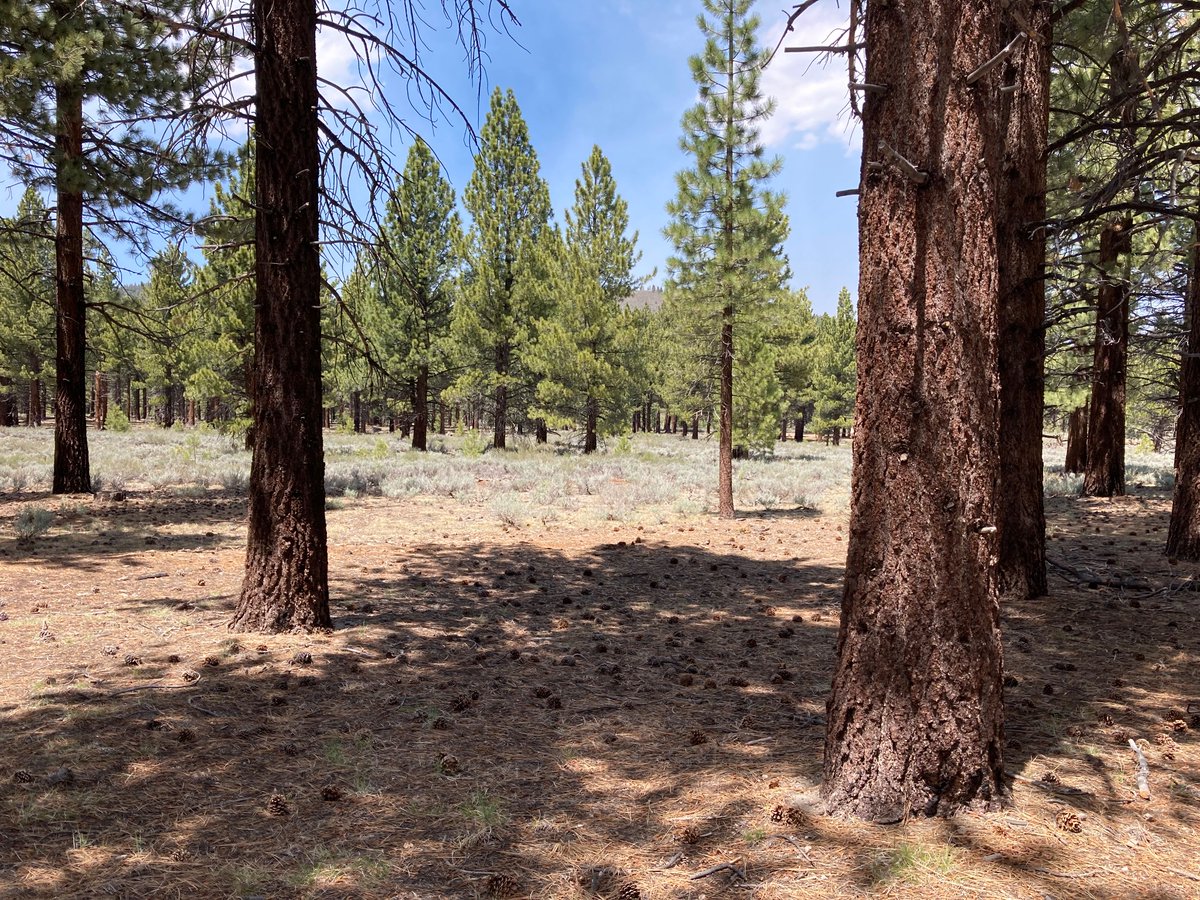 Blessed peace surrounded by pine trees. #sixwordstory