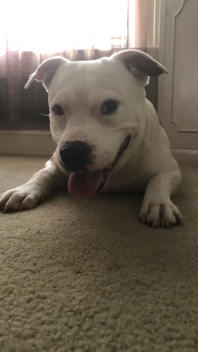 AsceNinja's tweet photo. I’m going to miss you so much. Thank you for the last 11 years, I’m sorry I wasn’t around much the last half year but we did get at least one last night together last night. I could tell you were tired and it was time for you to reunite with your brother, Jay. Rest in Peace Cain. https://t.co/VgkEB68TkZ