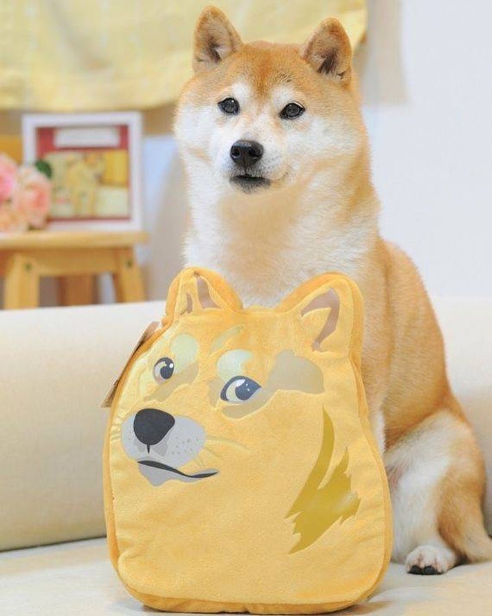 This is Kabosu. She's the shiba inu whose face became the internationally recognized Doge meme after a photoshoot went viral in 2010. Kabosu passed peacefully today, May 24, at 18, after a long battle with liver disease and leukemia. Kabosu (which means Pumpkin in Japanese, so