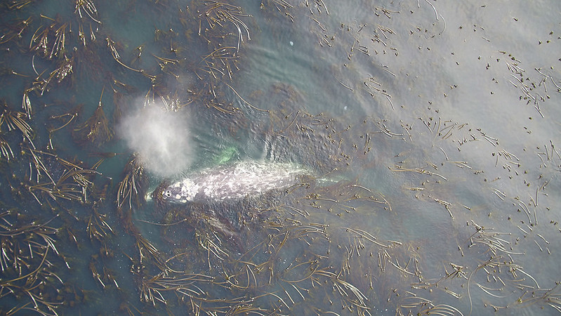 Local Science Friday The sea urchin-kelp dynamic has been well-studied, but a new study is the first to look beyond that relationship to the impacts on zooplankton that inhabit the kelp forest and their predators – the gray whales. today.oregonstate.edu/news/rise-sea-…