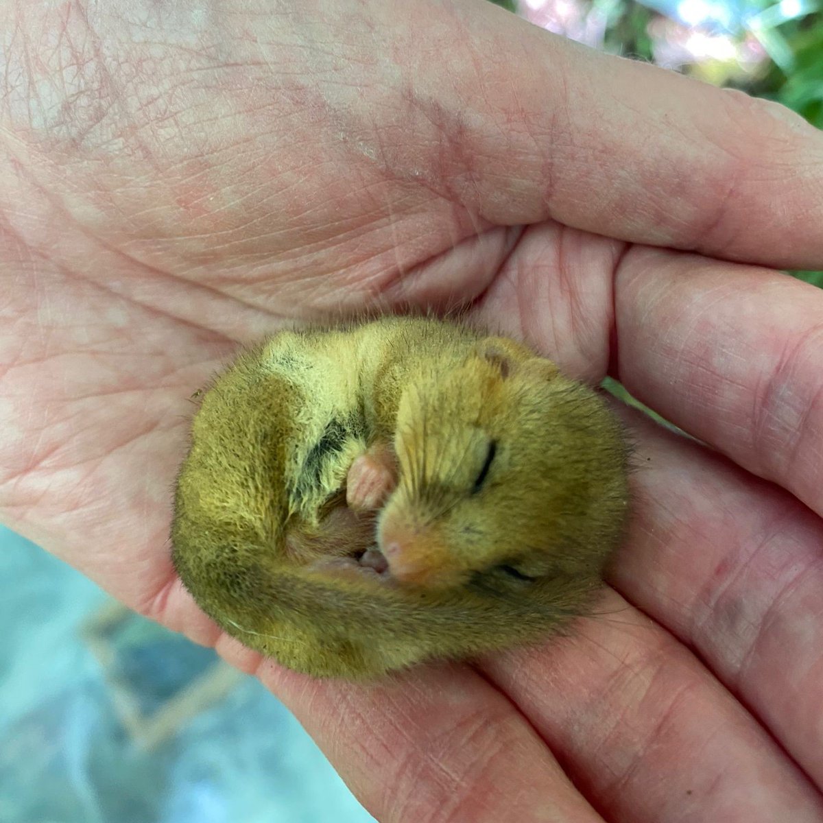 These adorable dormice were found during our rangers' survey at Black Rock in Cheddar 😍 During the winter our team have been thinning the old hazel coppice to allow more light in and open up the woodland corridor. This increases the linear scrub, aiding dormice movement.