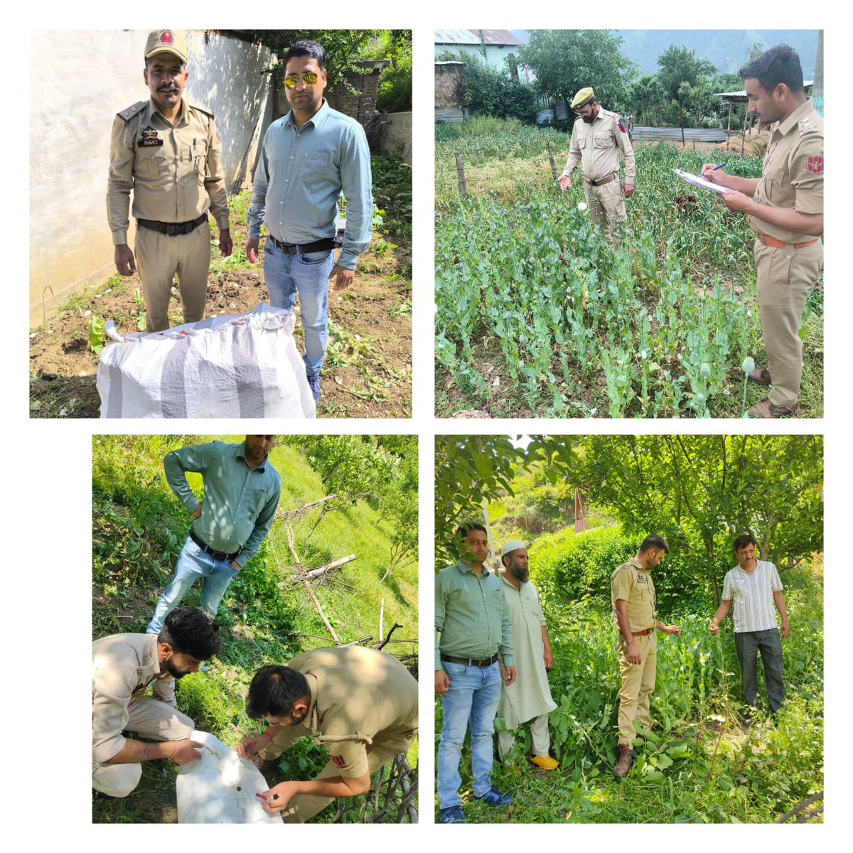 POPPY CULTIVATION DESTROYED,(3) FIRs REGISTERED FOR  ILLEGAL CULTIVATIONS  OF OPIUM  POPPY IN BHADERWAH DODA DISTRICT BY JAMMU AND KASHMIR POLICE @JmuKmrPolice @ZPHQJammu @adgp_igp