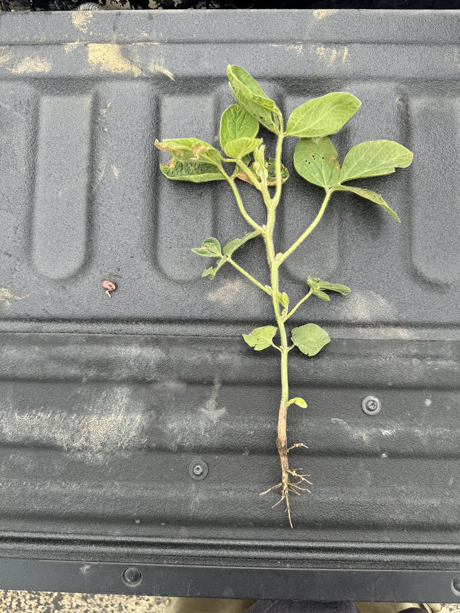 Just a little comparison of the “risk of waiting” soybean on left was planted 2 days ago. On the right was planted February 27th. Which one would you rather have. <a href="/BASFAgProducts/">BASF AgSolutions US</a> <a href="/LGSeeds/">LG Seeds</a>
