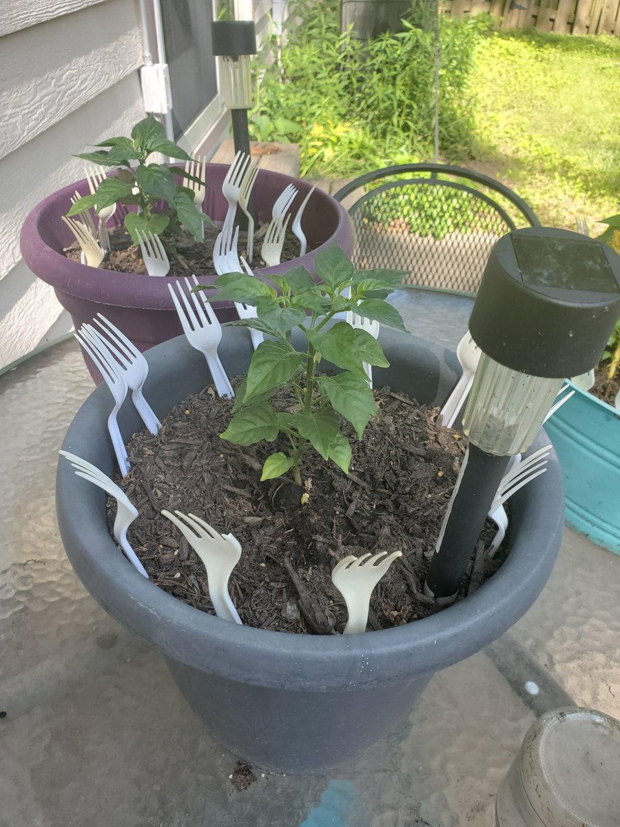 My solution for rabbits and squirrels! diningandcooking.com/1407618/my-sol… #HotPeppers #Peppers #Spicy #SpicyStuff #SweetPeppers