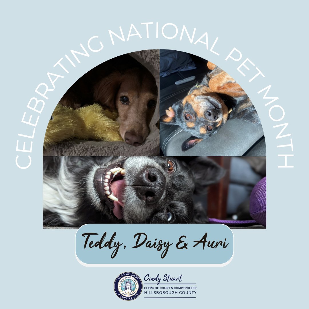 Today's #NationalPetMonth honorees are a group of siblings that love the camera as much as it loves them! Their mom, a human resources partner for the Clerk's Office, loves to take pictures of her happy fur children! #hillsclerk