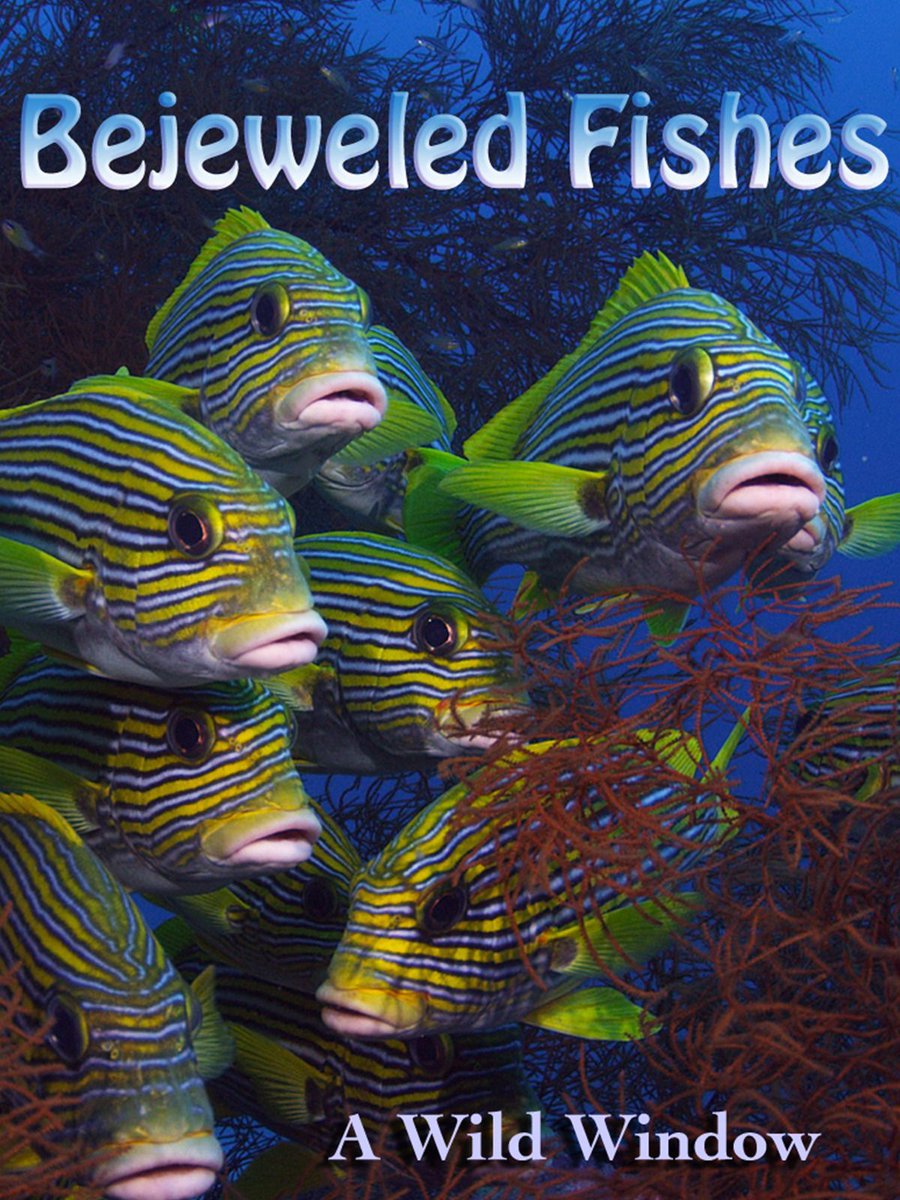 Be enchanted by Bejeweled Fishes: buff.ly/3USULn4 #HowardHallProductions #ocean #scuba #scubadiving #underwater #oceanprotectionleague #climatechange