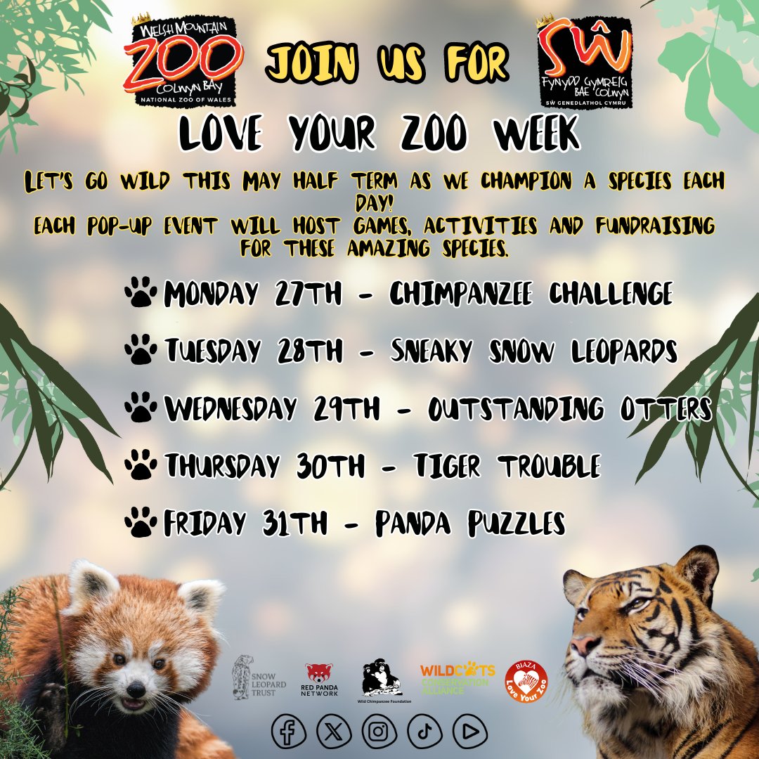 Go wild this May Half Term as we Champion a different species each day 💖 Join us from 10am - 3pm Monday to Friday for games, educational talks and more! welshmountainzoo.org/events/love-yo…