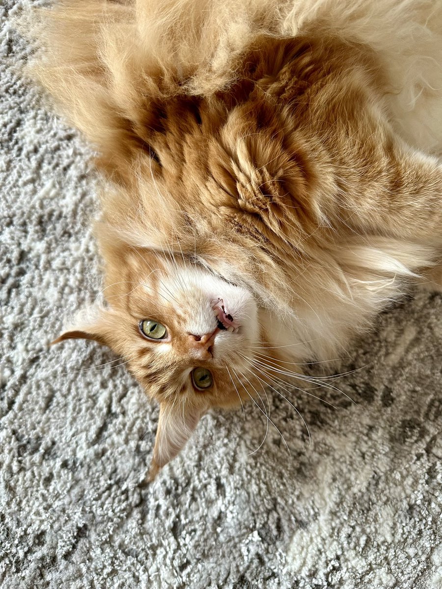 Gizmo is once again living his best life while upside down and ready for belly rubs! 😸😸🦁🦁 #jellybellyfriday #teamfloof #CatsofTwitter