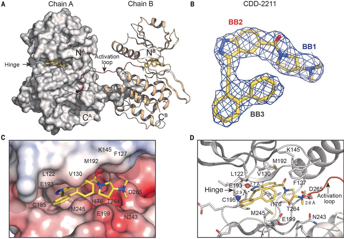 A new Science study in mice underscores the potential of STK33—a protein essential for male fertility in humans and mice—as a druggable target, offering a promising avenue for the development of nonhormonal and reversible male contraceptives. scim.ag/74U