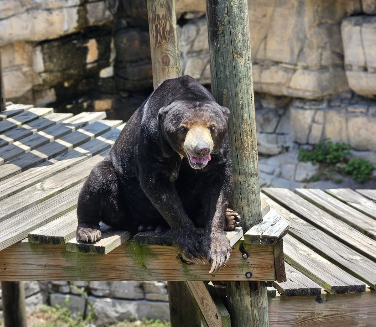 Wrapping up Bear Awareness Week with Kacey, the Sun Bear! 

Sun bears are the smallest species of bear typically weighing anywhere between 60-150lbs. Kacey, however, is large for a sun bear and weighs around 220lbs!
