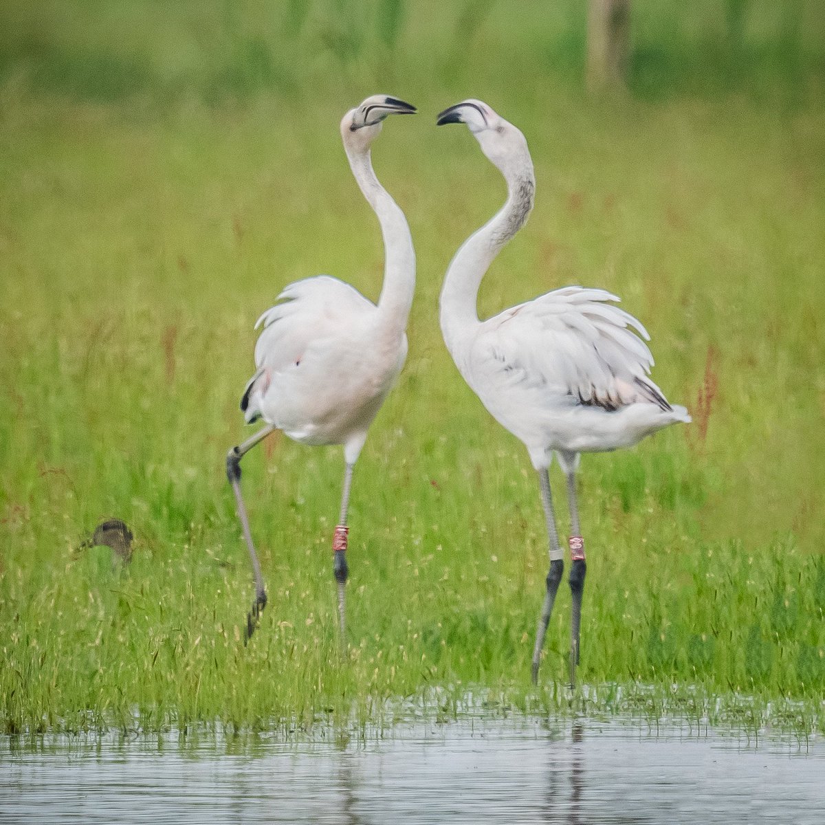 @BraydenCreation Flamingo in the Netherlands