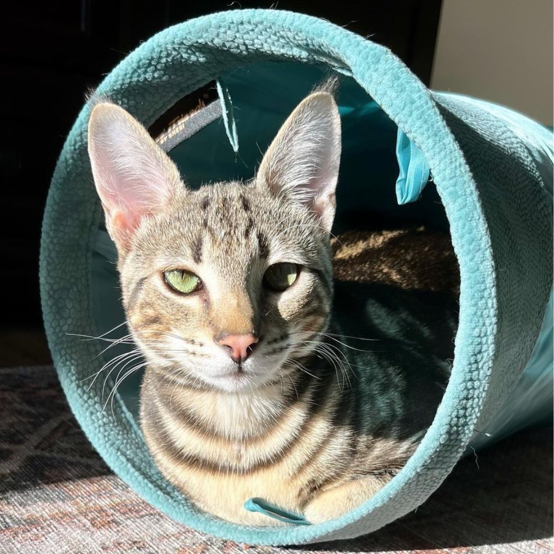 Best Friends by Sheri tweet media