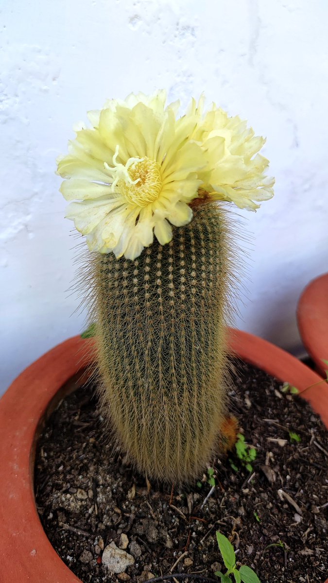 Golden ball cactus or lemon ball cactus...It flowers only when it reaches about 20 cms in height .. was delighted to see it flowering for the first time... #FlowersOnFriday #FlowersOfTwitter #GardeningX #gardeningTwitter #nature #NaturePhotography #TwitterNatureCommunity