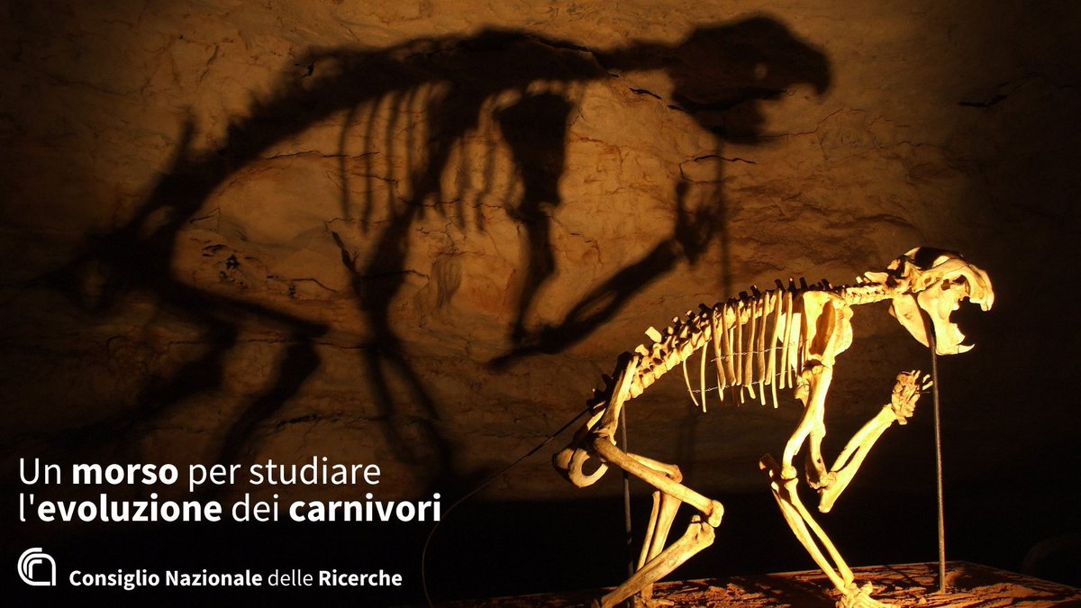 Un morso per studiare l'evoluzione dei carnivori @CnrIrbim nello studio internazionale che fornisce nuovi elementi sulla diversità morfologica dei mammiferi partendo dall’evoluzione del cranio e dal rapporto tra forza e velocità del morso 👉cnr.it/it/news/12721 @MC_Carro