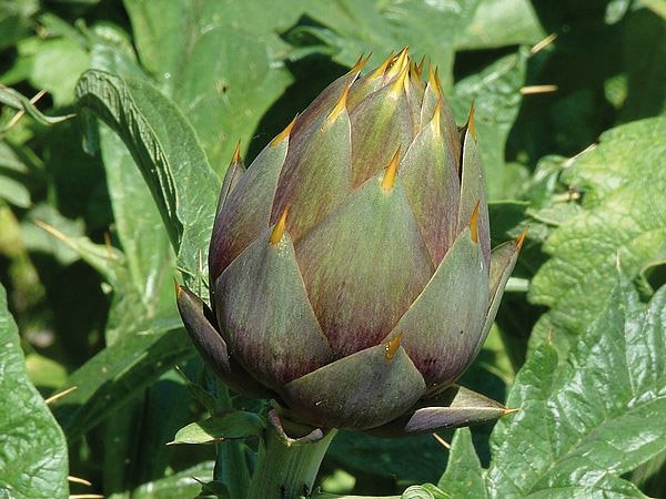 Sardinian Artichokes 🇮🇹 The best!🌿