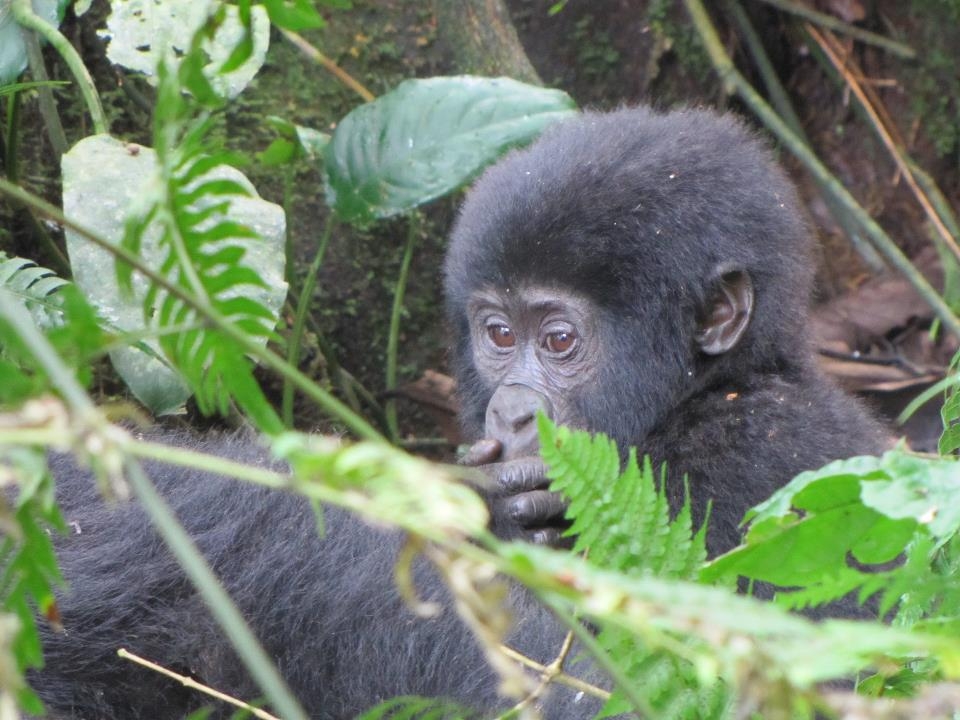 Always adorable, cute &amp; charming to sight the baby Mountain Gorillas☕️😜
