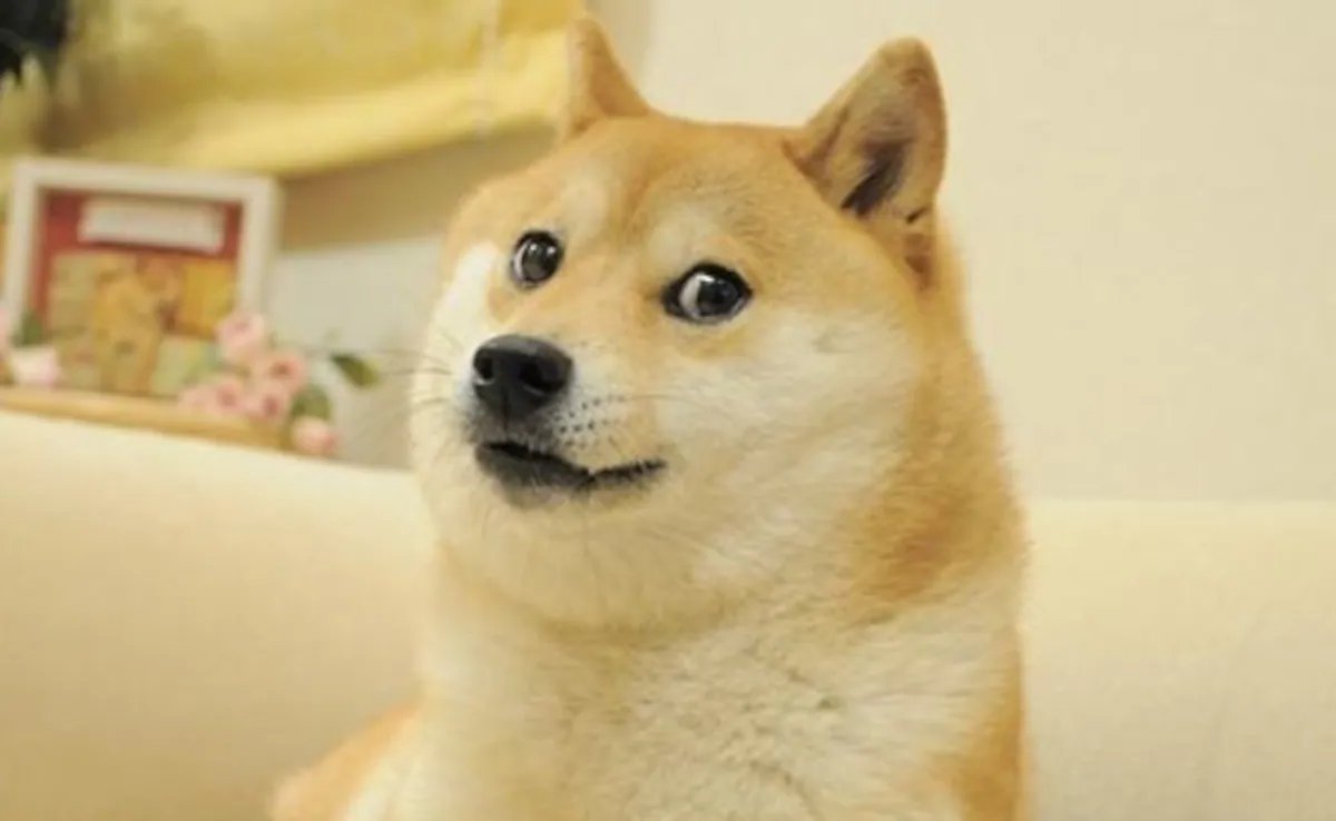 FrankenDoge's tweet photo. Kabosu died today, but he came back from the deads and will soon dominate the Solana blockchain. https://t.co/RvxDkonCHJ