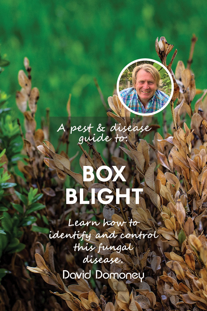 Cracking the code on Box Blight: Learn how to effectively identify and manage this common fungus plaguing Buxus sempervirens plants. Stay ahead and save your greens. Join us by clicking the link - bit.ly/3WOBtCa 🌿🔍