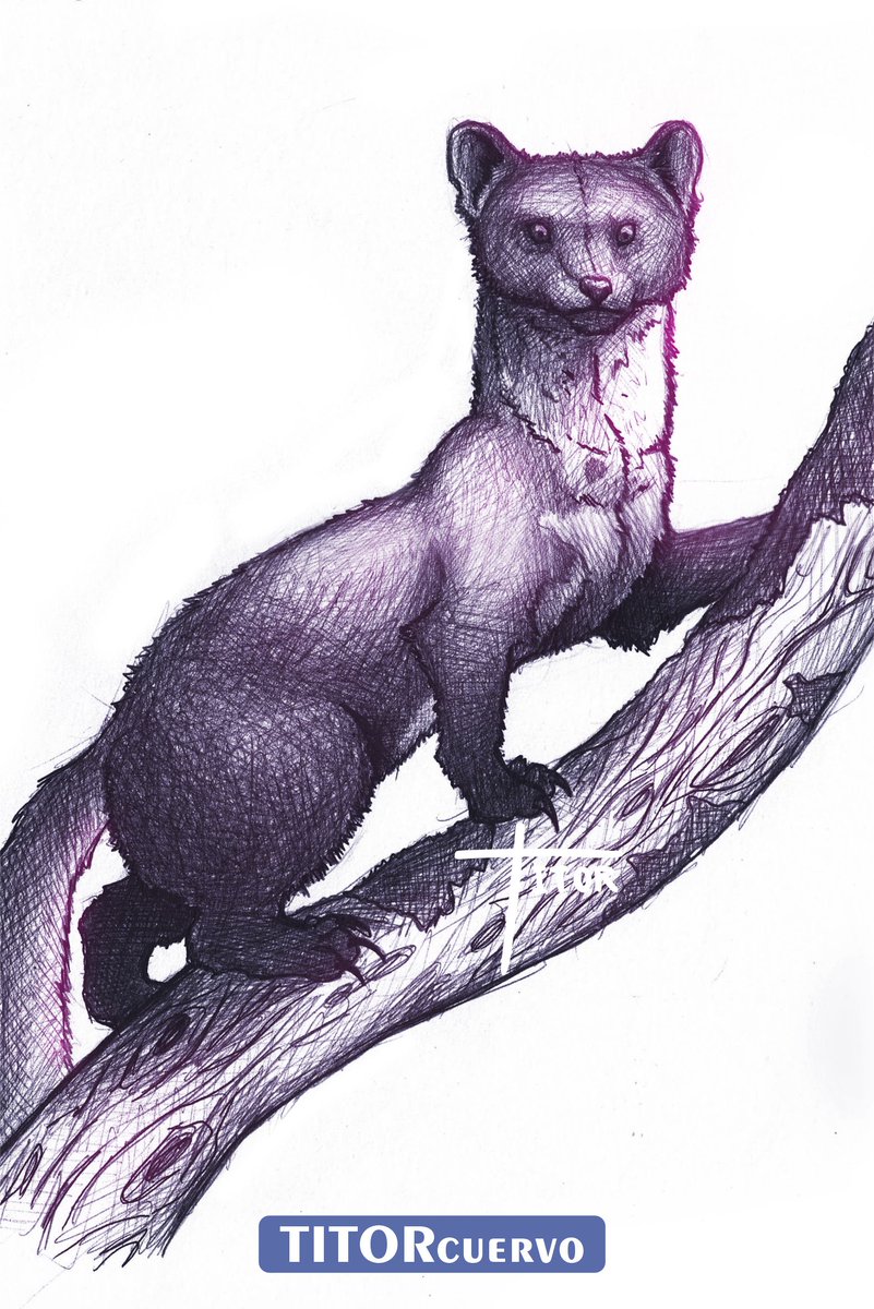 2024.05.07. comadreja Les comparto mi último dibujo. Esta obra está inspirada en un pequeño habitante de los bosques. #sketchart #dibujoamano #animals