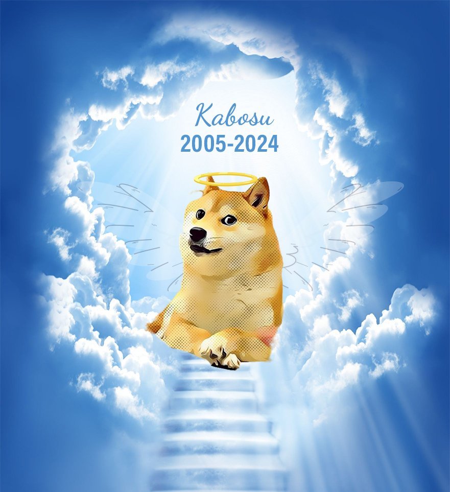 DOGE_RIP_SOL's tweet photo. $DOGRIP touched 500K MC, now making our first $500 payment to a dog charity @DogsTrust https://t.co/8yRA0KWvIq