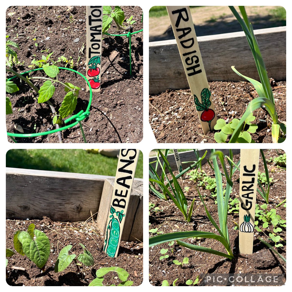 Look at those veggies grow! We have lots of students keeping track of the changes in our garden. The tulips have finished blooming, but the veggies are just getting started! We can’t believe how fast the radishes, peas & beans are growing! #STEgreen @EcoSchoolsCAN #ocsbOutdoors