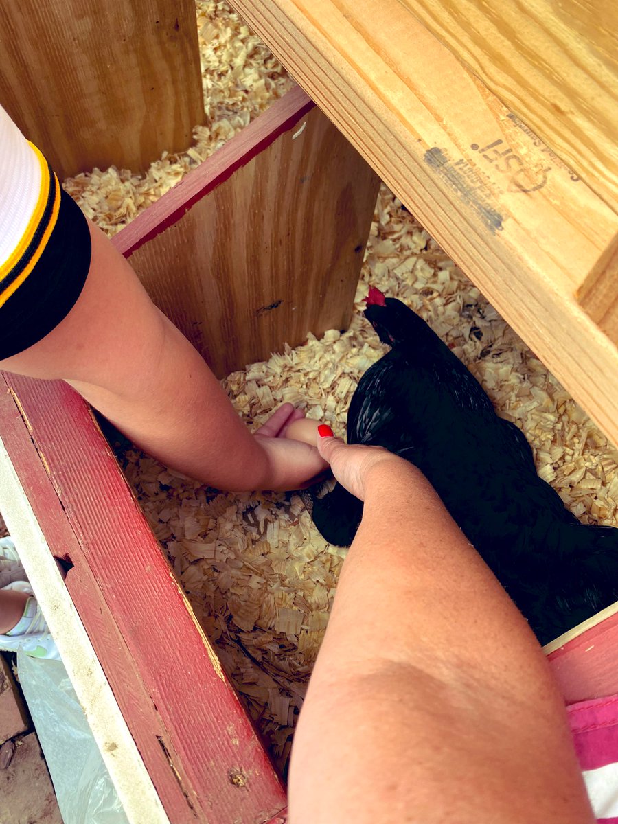 <a href="/CentralEFSD/">Central Elementary (EFSD)</a> #RemakeLearningDays out at the coop! Planted herbs, put down pebbles, collected eggs, made a dust bath, and bonded with the chicks! Thanks <a href="/KahlerDeni74479/">DENISE KAHLER</a> , <a href="/tnigut/">Tricia Nigut</a>, <a href="/Miss_Holets/">Miss Holets, M.Ed.</a>, <a href="/mrs_richards20/">Lindsey Richards</a> &amp; our 5th graders! #efproud #warriorpride