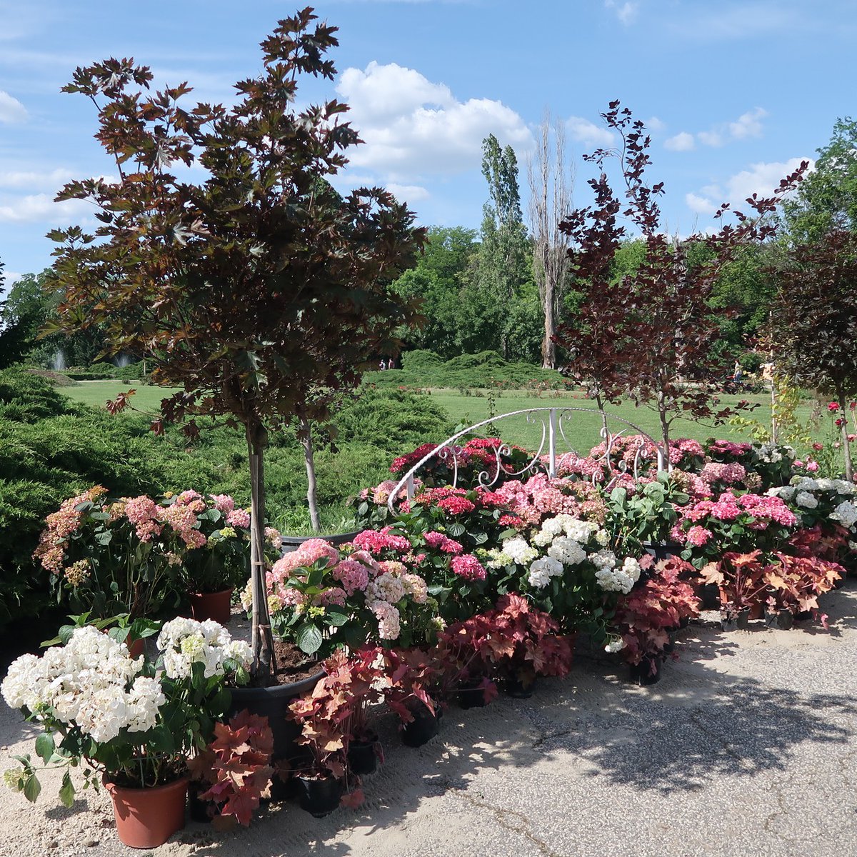 FotoStefan's tweet photo. Bucharest Flowers - exhibition of garden from around the world #flowers #gardens #gardening #exhibition #discoverbucharest #travelromania #traveltips #weekend https://t.co/ANSNvHunJP