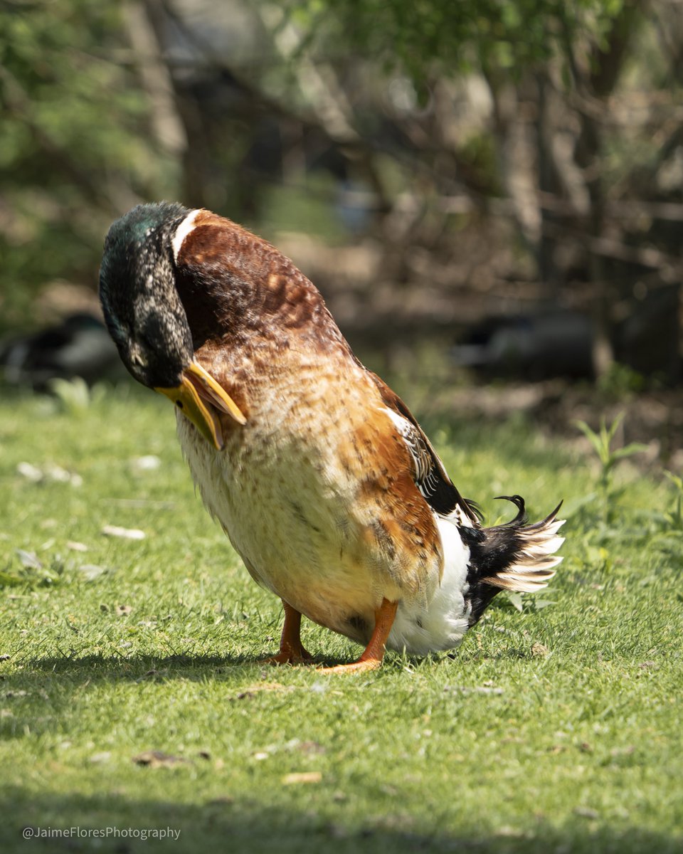 🌿🦆 Spotted an oversized Mallard at University Park! 🦆📸 This Mallard was noticeably larger than usual and looked majestic. 🥰🌳

Size variations may be due to genetics, diet, and overall health. Nature's diversity never ceases to amaze! 🌍❤️

#Birdwatching #igworcesterma