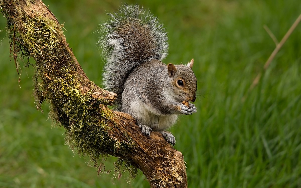 📢Sightings Call: Garelochhead and North!📢 Following a few rare grey squirrel sightings around Garelochhead and northwards in Argyll, we are asking people in this area to keep a close eye out for grey squirrels and report sightings here: scottishsquirrels.org.uk/squirrel-sight…. 📷Bob Coyle