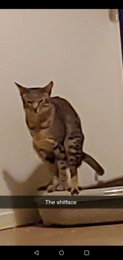 pluddz's tweet photo. @scum_art Shit quality shitting cat. https://t.co/RtERiS9HPJ