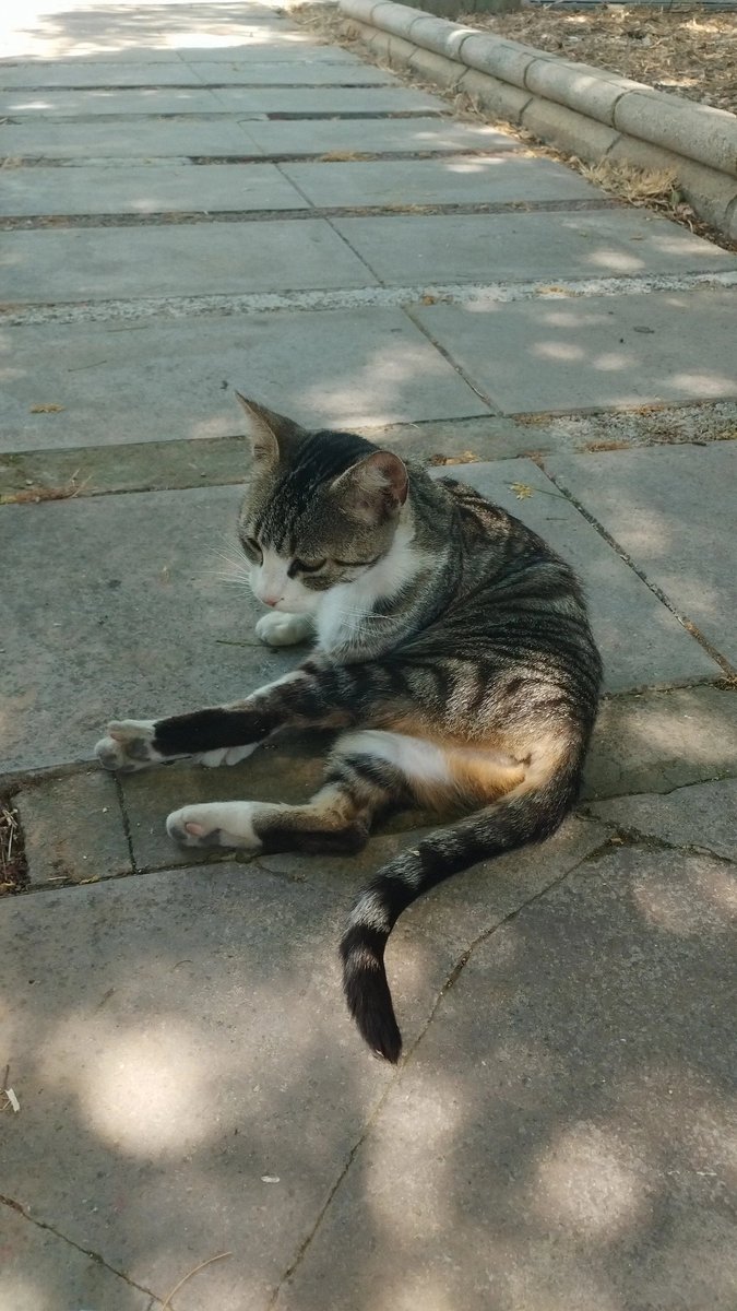 Donde doy las clases hay una gatita preciosa sin hogar que es buenísima y super cariñosa, si alguien quiere adoptar a esta pequeña o sabe de alguien que quiera adoptarla que me hable por privado, se me parte el alma cada vez que veo un michi sin hogar. Se agradece difusión!!! 😺