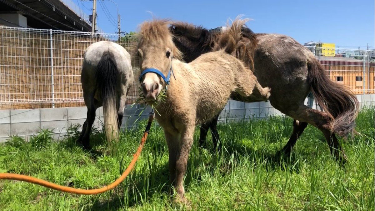 リム「ここの草はぜーんぶ私のよ！」 テディ「そんなー」 #和種馬ホースランド　#強気　#道産子　#大阪府柏原市