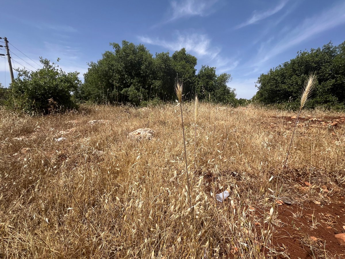 Two days of intense sampling to expand our reference plant collections with c. 80 new woody and herbaceous taxa! 👏🏻👏🏻
<a href="/upvehu/">UPV/EHU</a> <a href="/ERC_Research/">European Research Council (ERC)</a> <a href="/Ikerbasque/">Ikerbasque</a> <a href="/jonaldaia/">Jon Aldaia Aierbe</a> <a href="/Lloren57264879/">Llorenç Picornell-Gelabert</a>