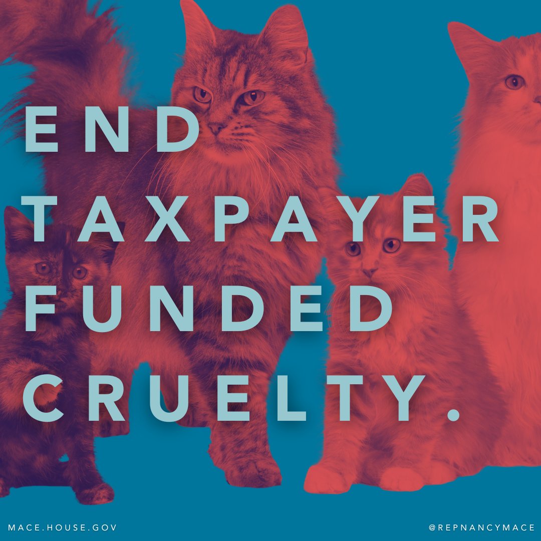 Our office has championed animal protection through the PAAW Act and Violet's Law. This week, we sent a letter to @USDA seeking details on all taxpayer-funded research involving cats, including foreign projects. We're demanding the USDA end taxpayer-funded cruelty. 🐾