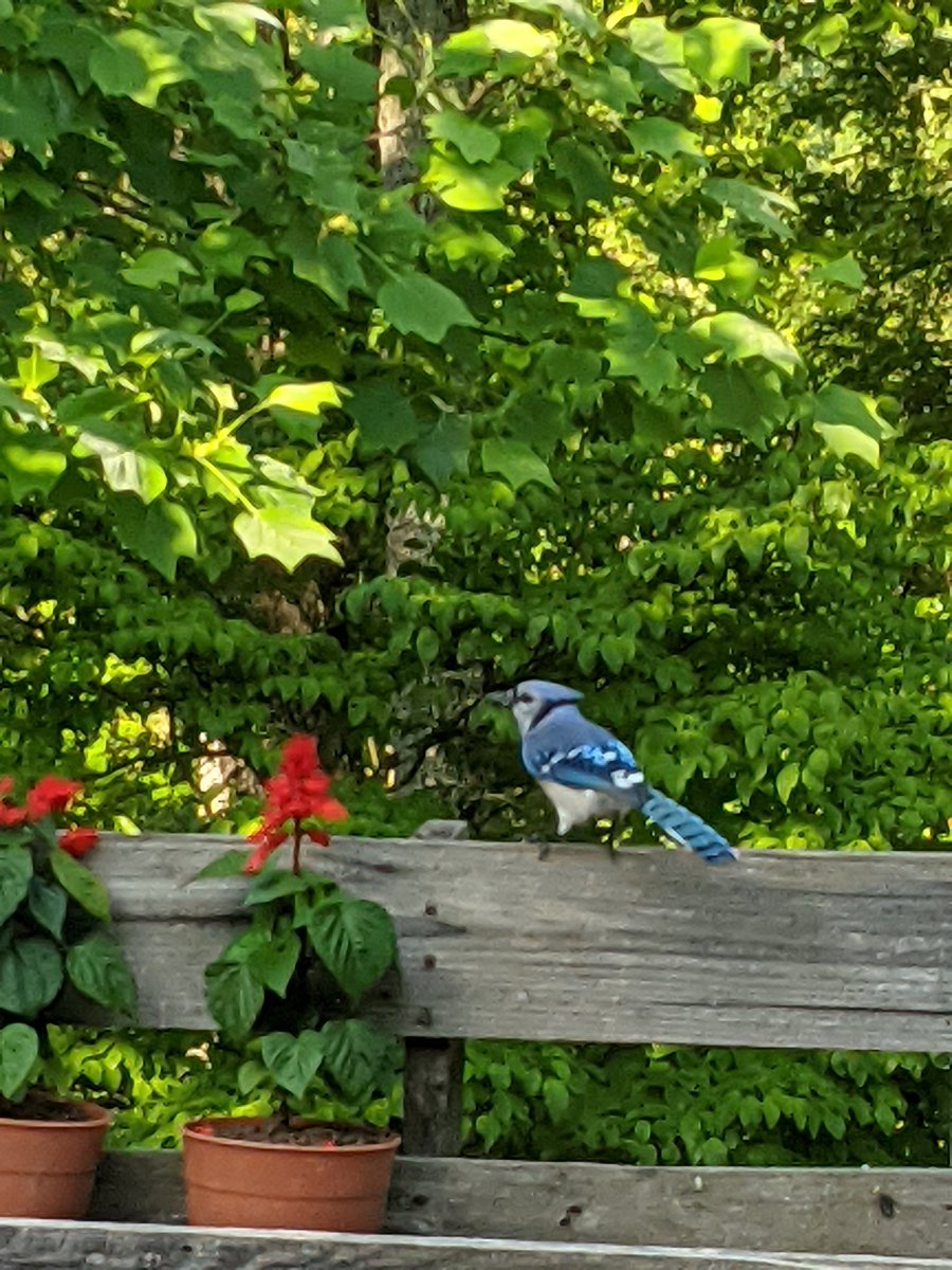Blue Jay visiting this morning.