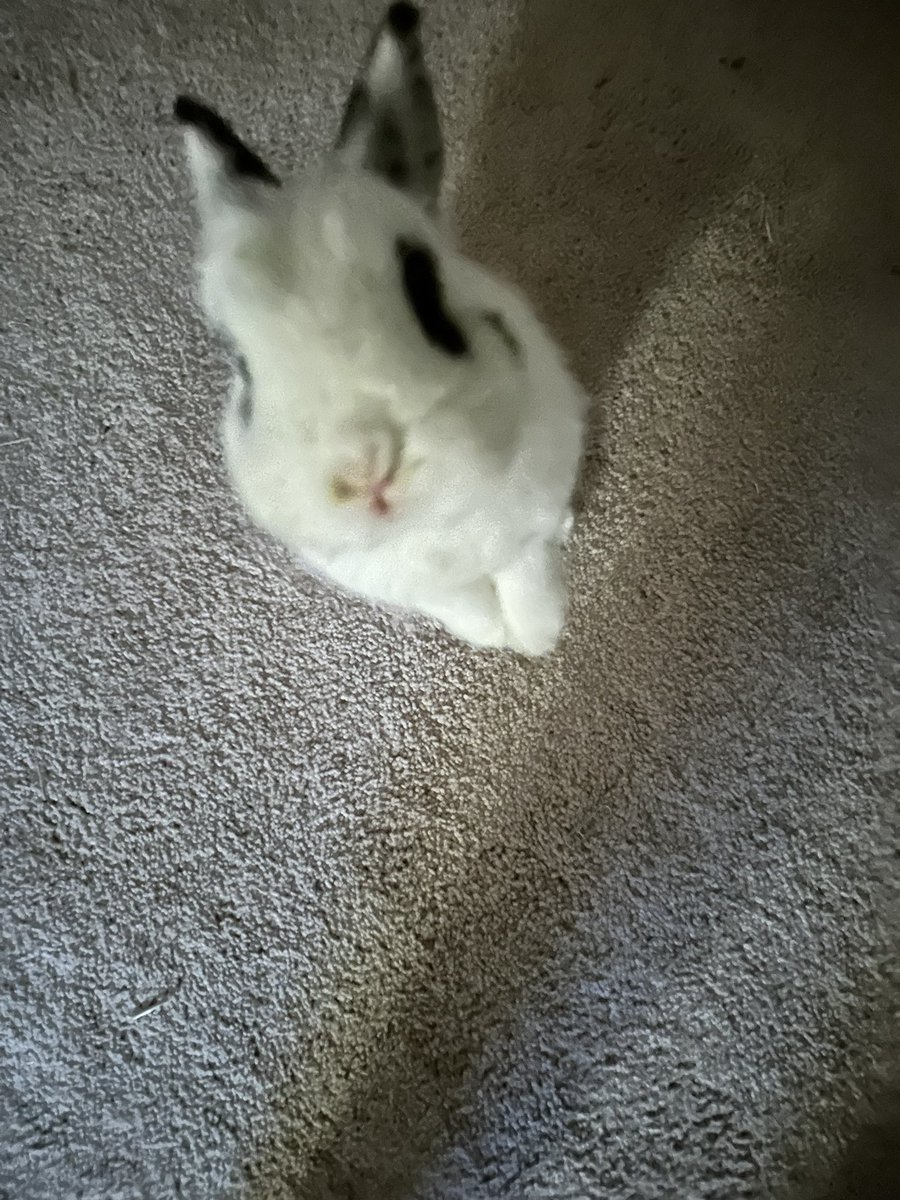EmberRabbit's tweet image. hello everybun! I’m so excited for summer!!!!