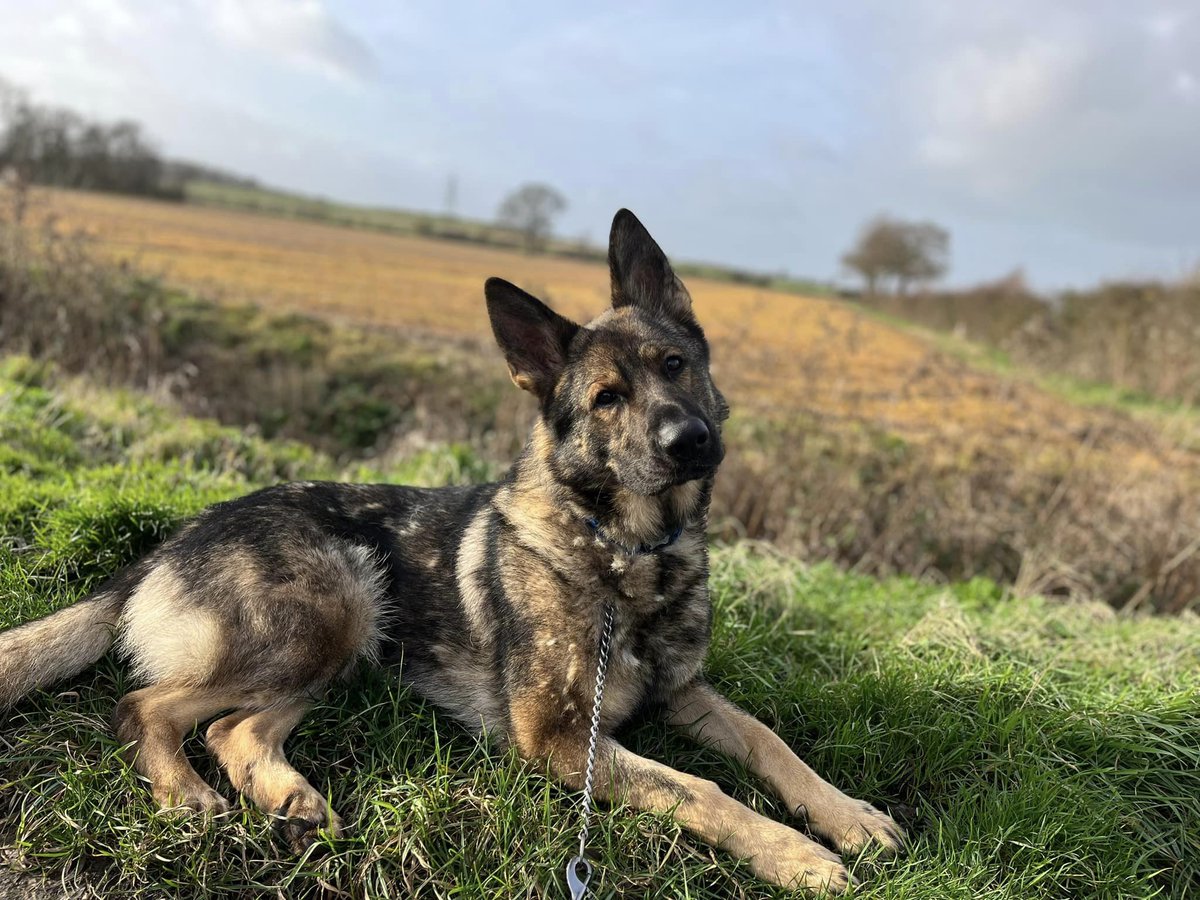 Buddy is 2yrs old and this boy is really struggling in kennels, Buddy is a lovely boy but he does over bond with one person so will need a child and pet free home with exp of this please 
#dogs #germanshepherd #Essex 
gsrelite.co.uk/buddy-12/